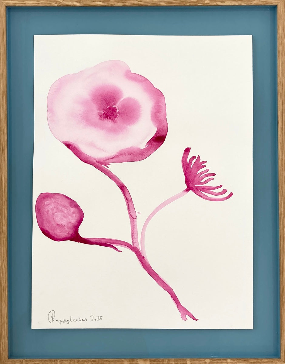 Pink Poppy