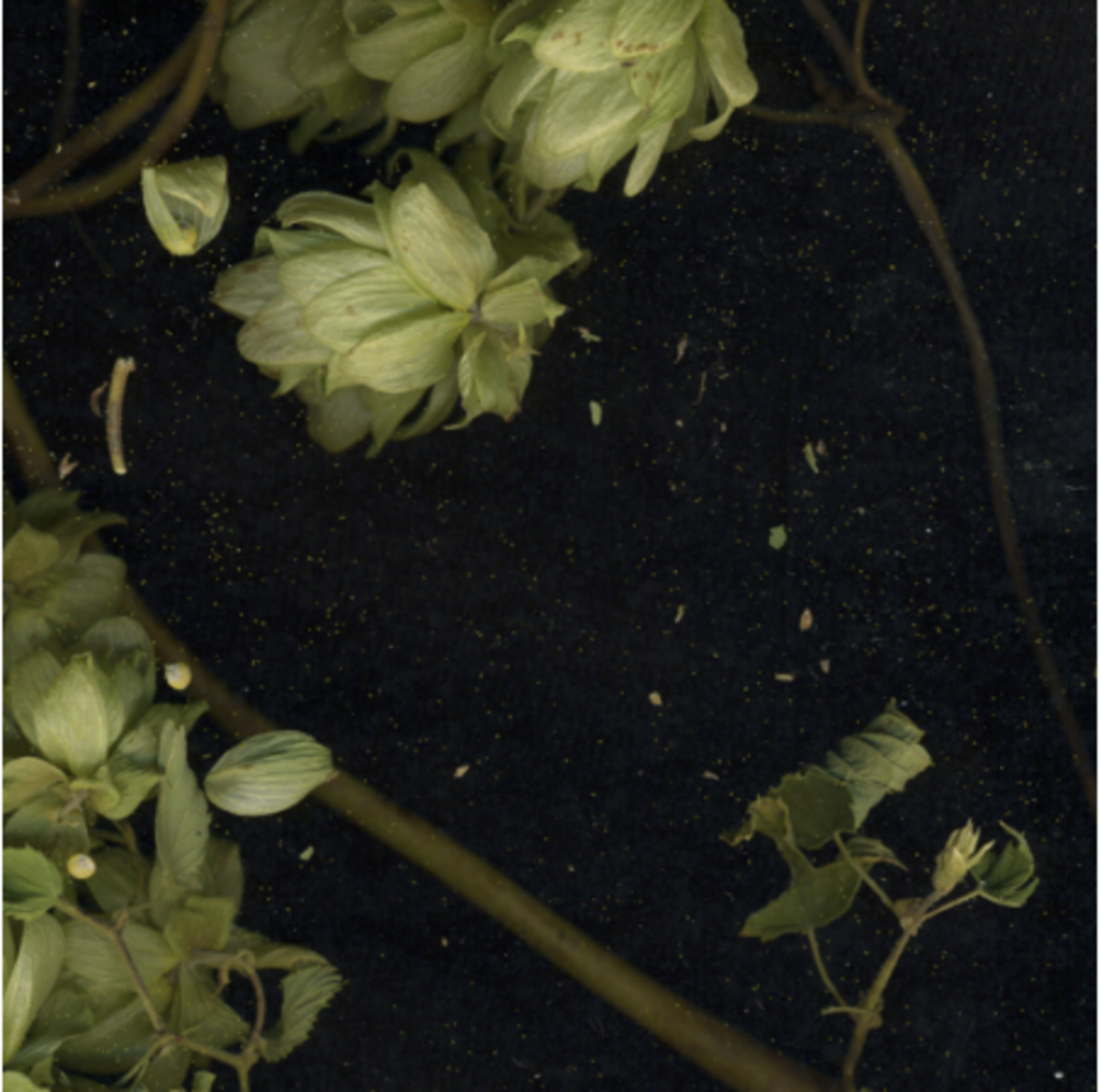 Fig. IX (Humle, vinter), detail I,