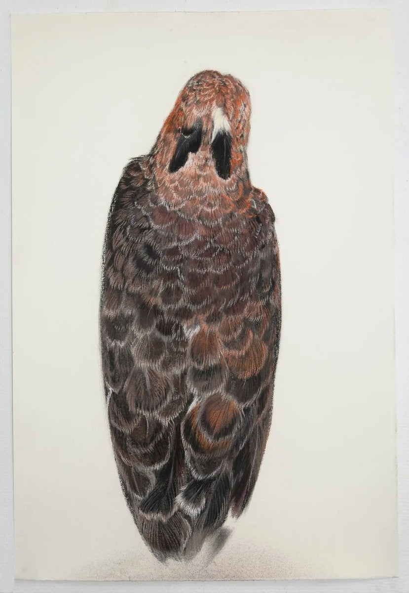 Wallace's hawkeagle