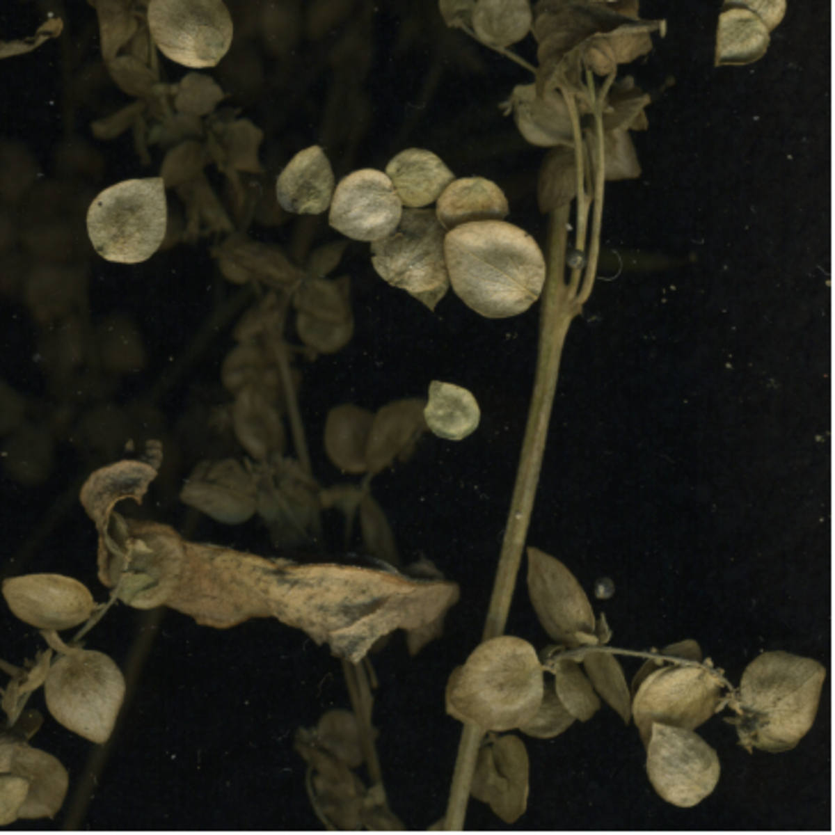 Fig. IX (Mønter, vinter), detail I,