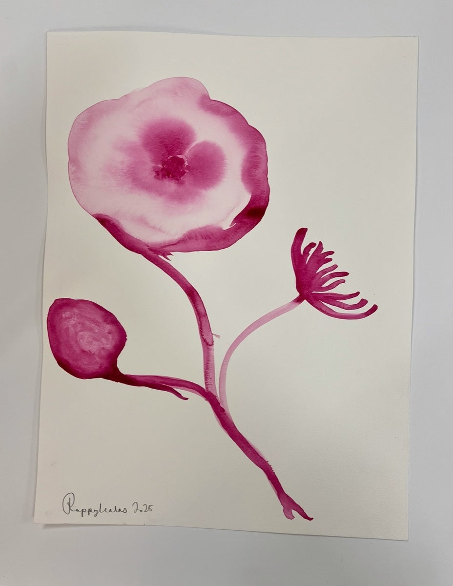 Pink Poppy