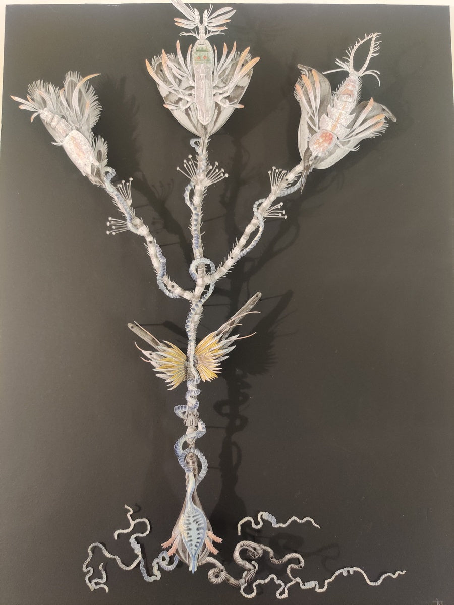 Aquatic plant herbarium