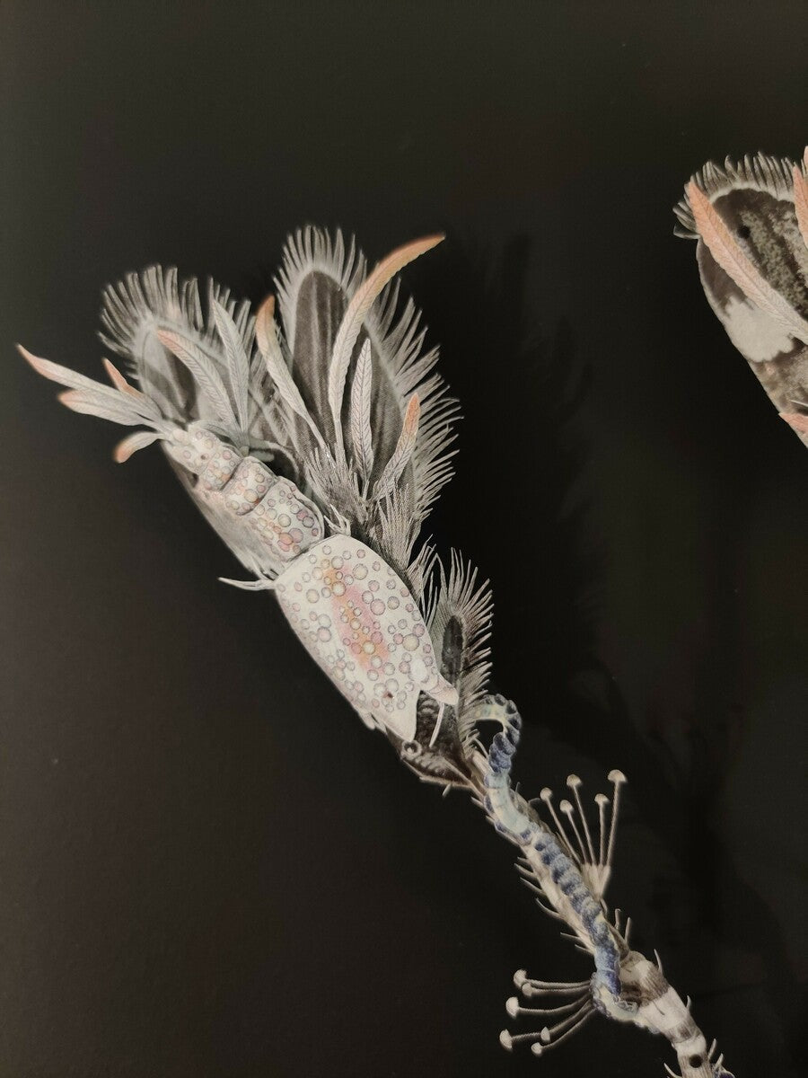 Aquatic plant herbarium