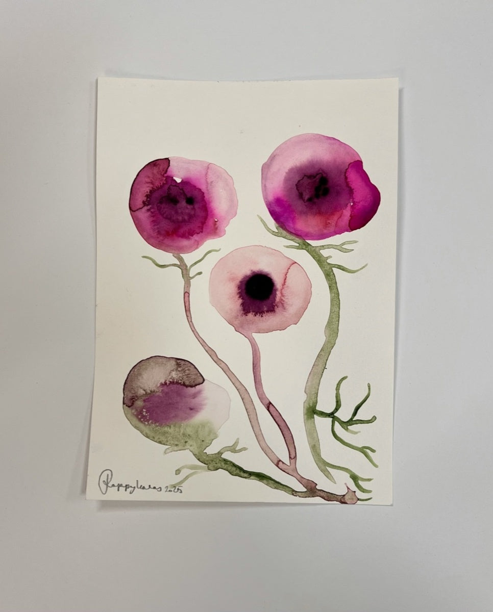 Mixed Poppy