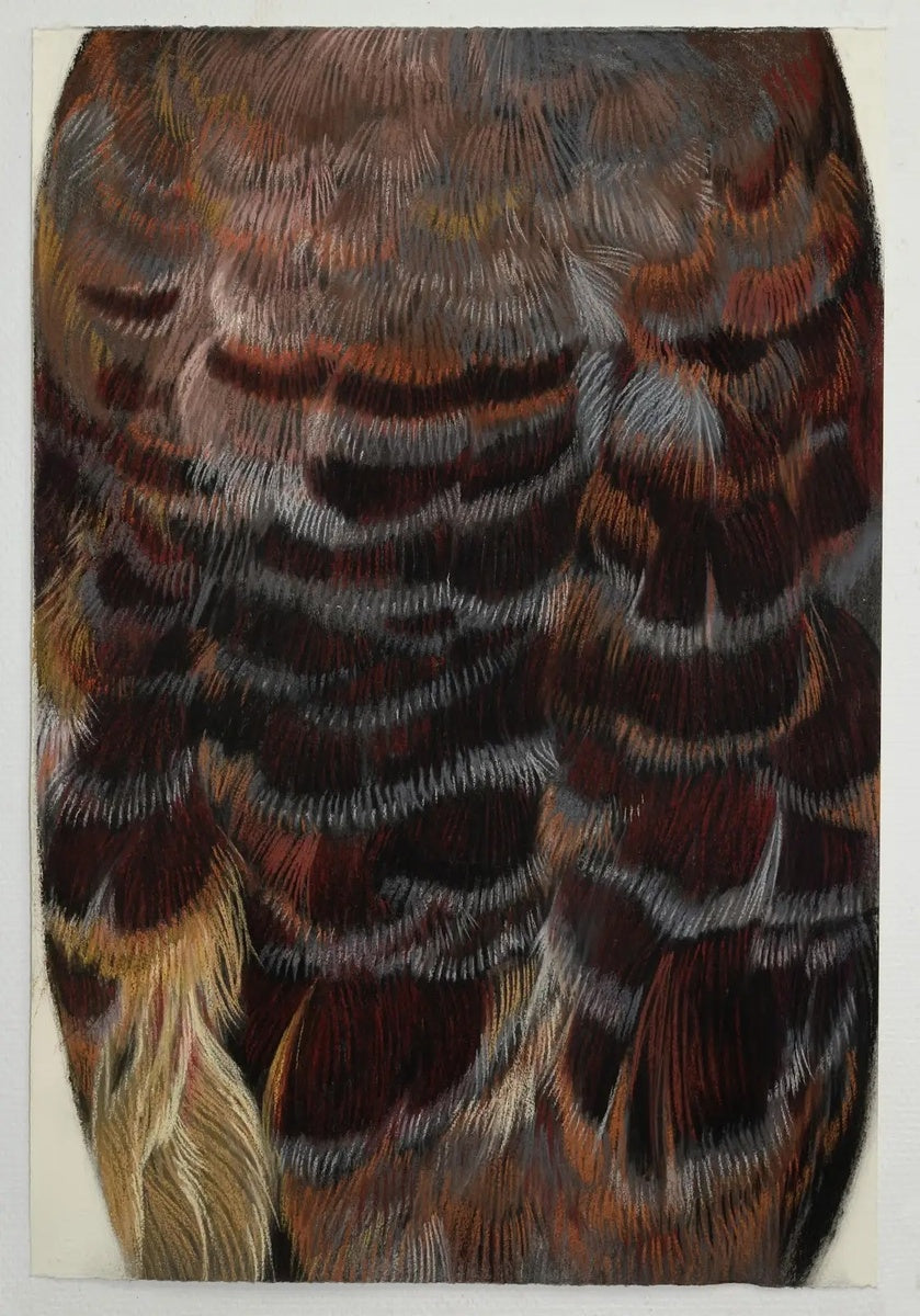 Moluccan Megapode